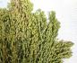 Preview: Silberhirse "classic" halbreif 5 kg VORBESTELLUNG